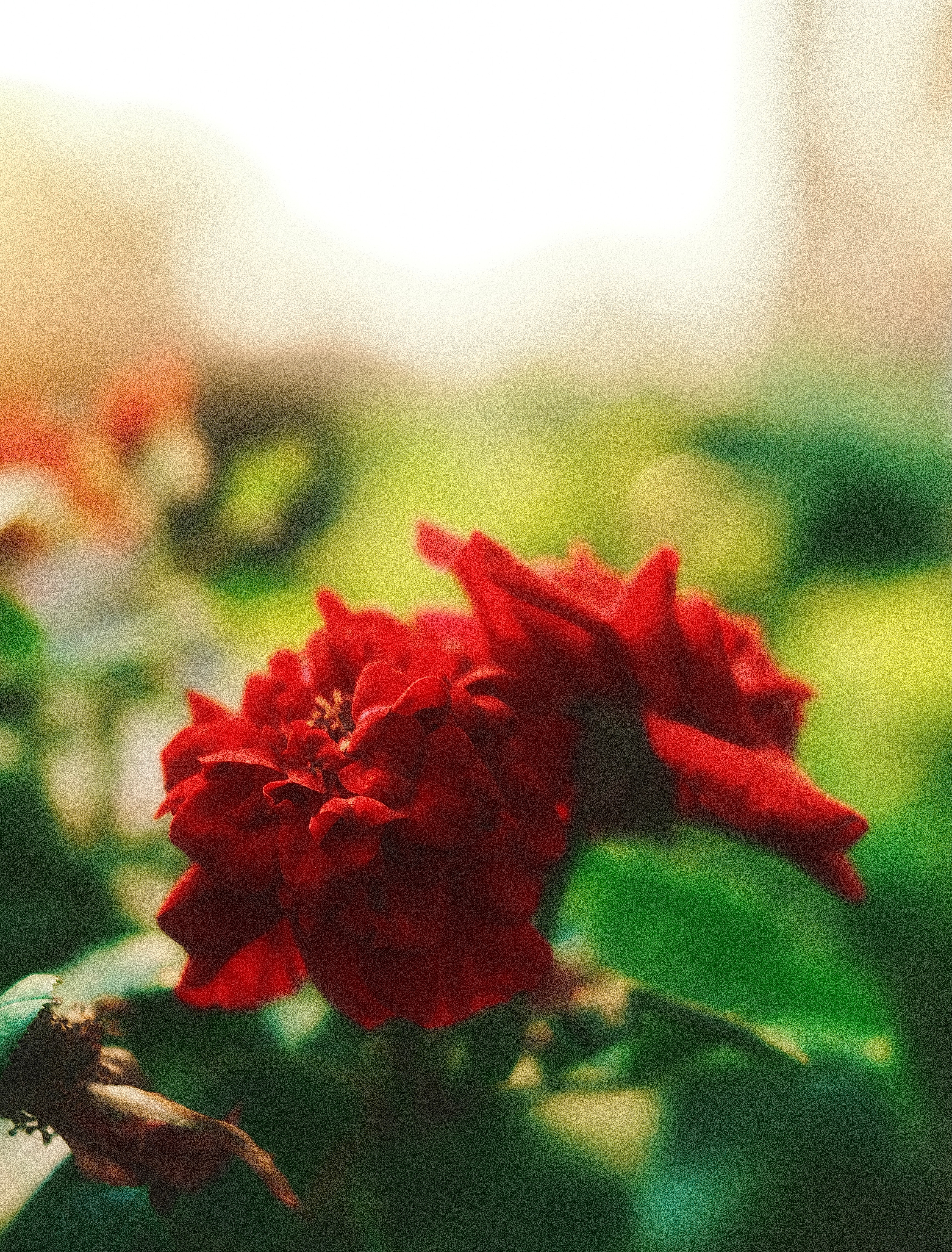 DA6532AC-8CC7-4CCF-BAEA-C984B89EAE8B.jpeg